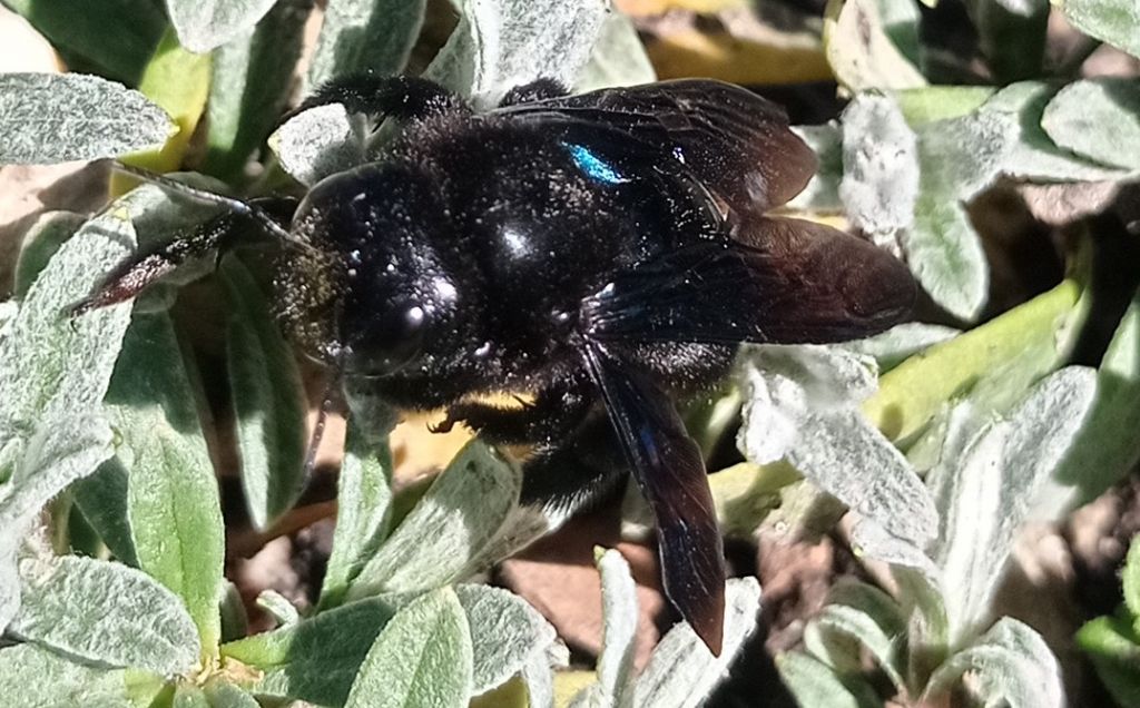 Apidae Xylocopinae: femmina di Xylocopa sp.